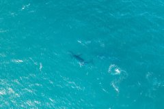 Lighthouse-Reef-and-Esperanza-Lodge-Gallery-281